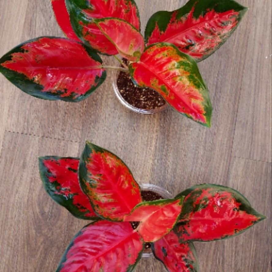 4 Aglaonema Suksom Jaipong Paloma S Plants LLC