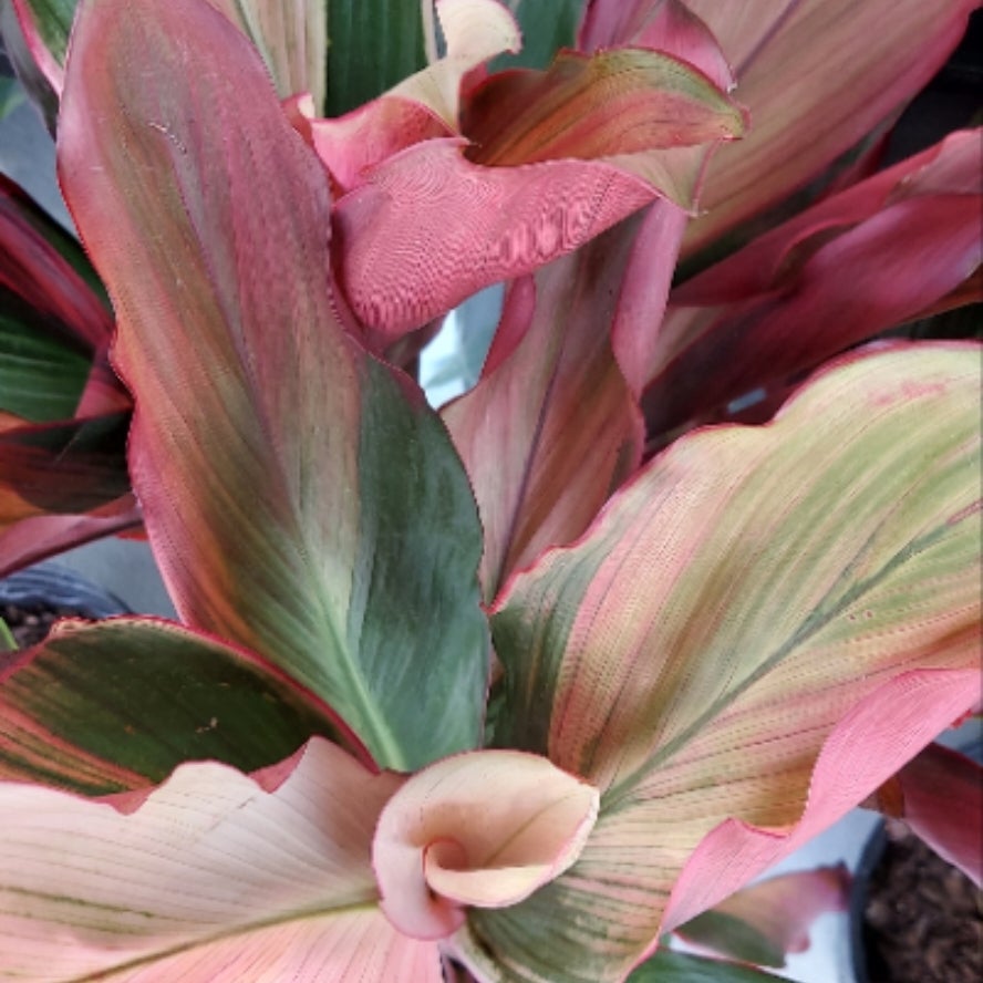 10" Bolero Cordyline | Paloma’s Plants LLC