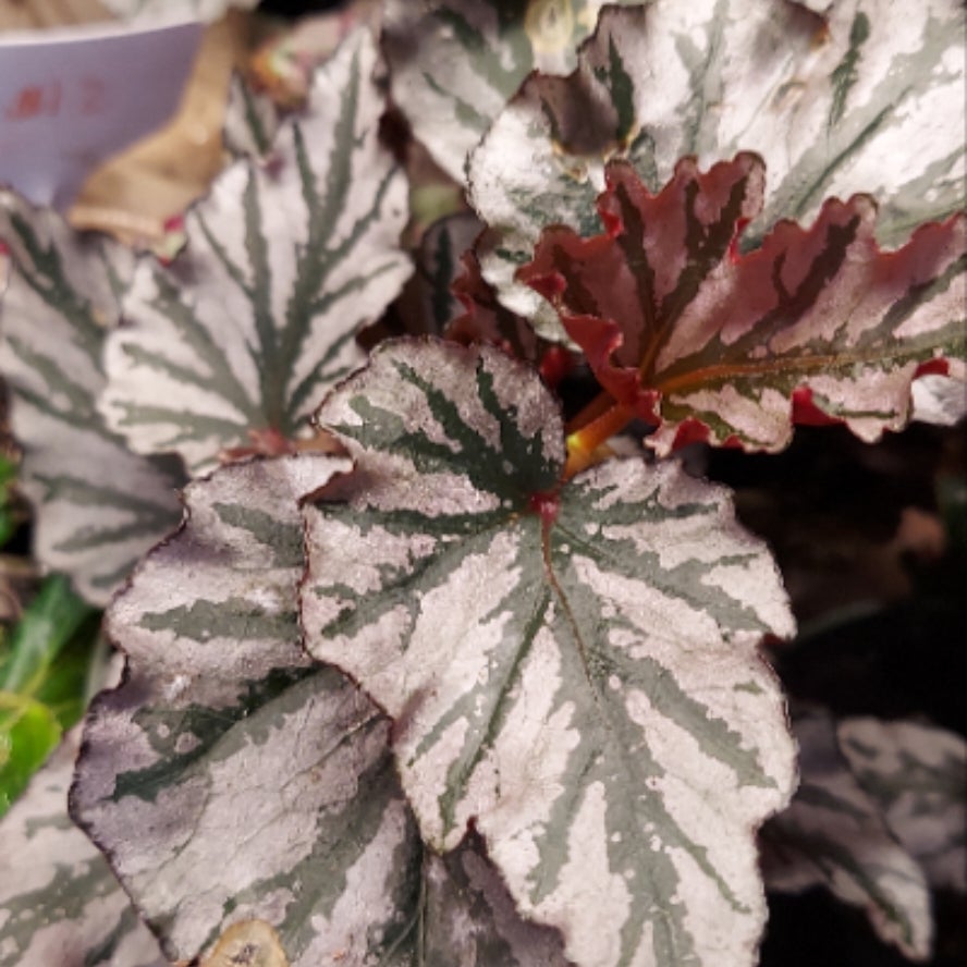 4" Begonia Kismet Paloma's Plants LLC