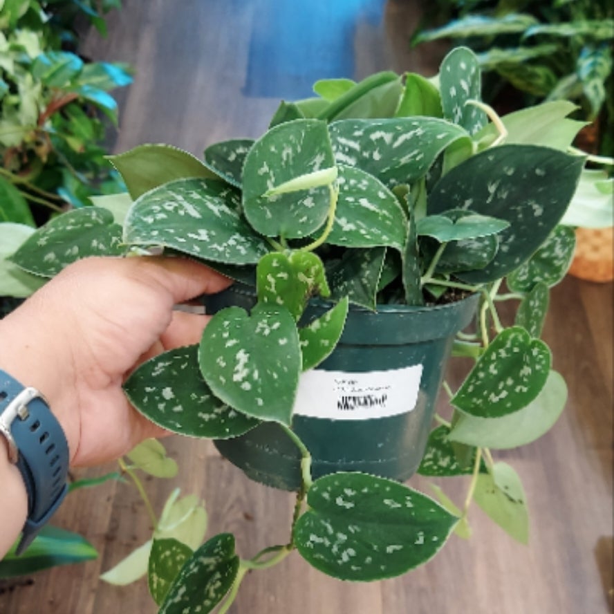 特価　超希少！Scindapus Silver dragon ❣️スキンダプサス 期間限定❣️超レアScindapus Silver dragon ❣️スキンダプサス